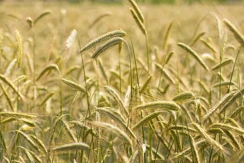 Rye grows in the field, spikelet close-up. Postcard with copy space Stock Photos
