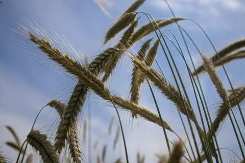 Rye grows in the field, spikelets against the sky. Stock Photos