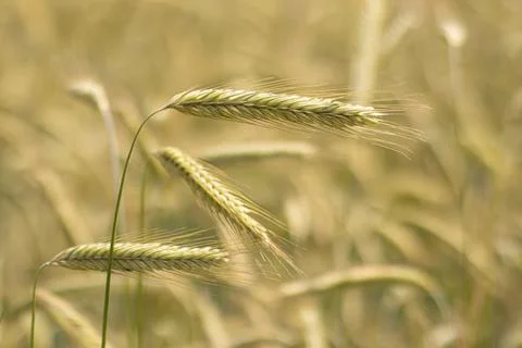 Rye grows in the field, spikelets close up, Postcard for copy space Stock Photos