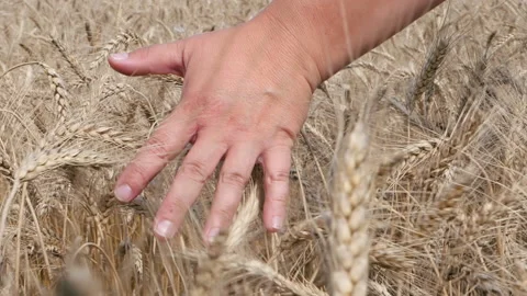 Rye. Hand strokes the tops of the ears. Stock Footage 161270933