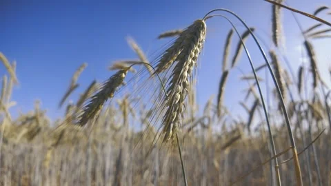 Rye - with insect flying around plant Stock Footage 314720173