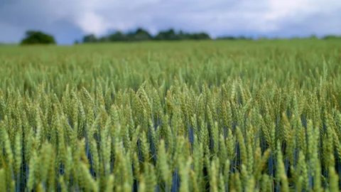 Rye or Wheat in a field close up with changing focus. Video stock 219321379