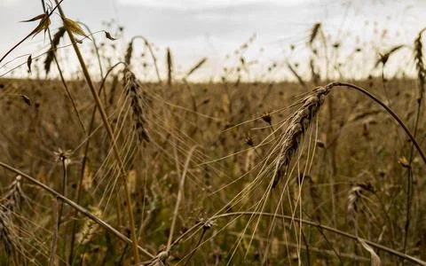 Rye or wheat in the wind Foto stock