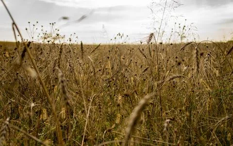 Rye or wheat in the wind Foto stock