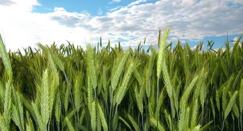 The rye Stock Photos