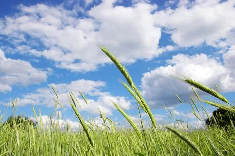 The rye Stock Photos