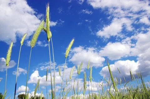 The rye Stock Photos