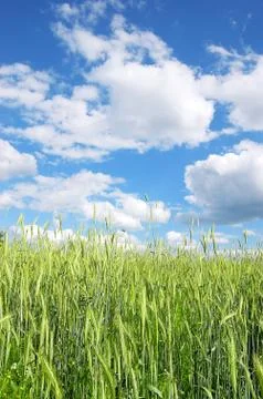 The rye Stock Photos