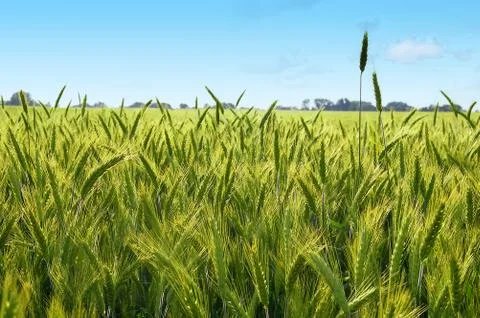 The rye Stock Photos