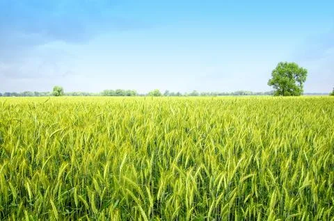 The rye Stock Photos