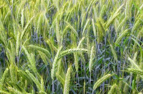 The rye Stock Photos