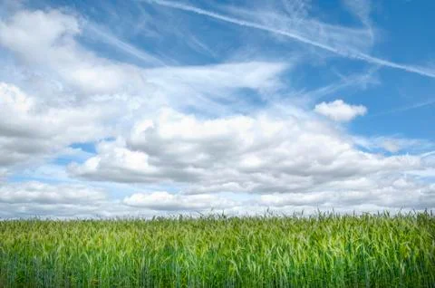 The rye Stock Photos