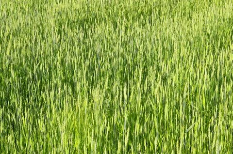 The rye Stock Photos