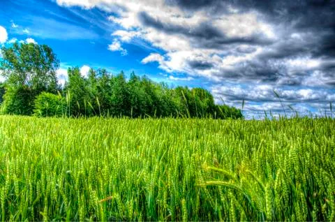 Rye Stock Photos