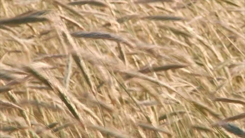 Rye ripens in the field. The ears swing in the wind on a sunny summer day. Stock Footage 78233855
