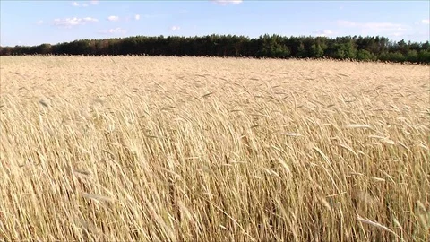 Rye ripens in the field. The ears swing in the wind on a sunny summer day. Stock Footage 78233872