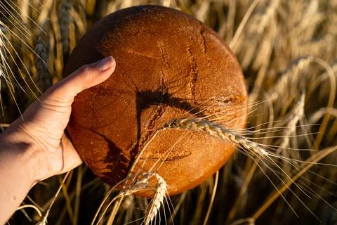 Rye round bread in women's hands against the background of a rye field with c Stock Photos