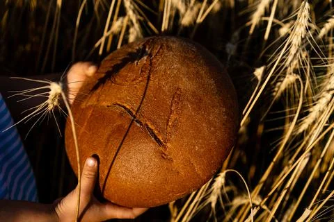 Rye round bread in women's hands against the background of a rye field with Stock Photos