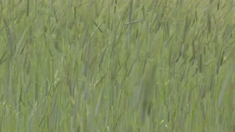 Rye (Secale cereale) in breeze. Full screen. Stock Footage 131949772