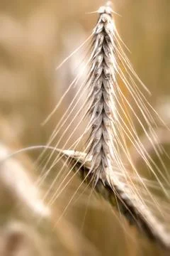 Rye - Secale cereale - ear 库存照片