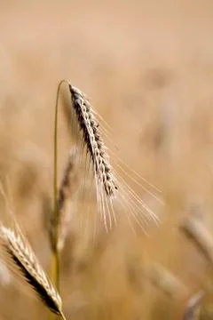 Rye - Secale cereale - ears 库存照片