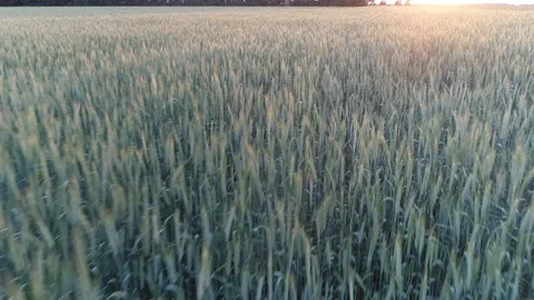 Rye (Secale cereale) on a field at sunset (drone footage) Video stock 92744681