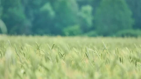 Rye (Secale cereale) is grass grown extensively as grain, cover crop and fora Stock Footage 195603548