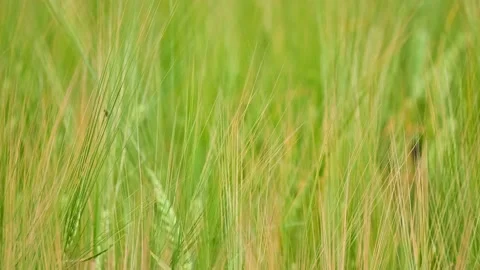Rye (Secale cereale) is grass grown extensively as grain, cover crop and fora Stock Footage 219930505