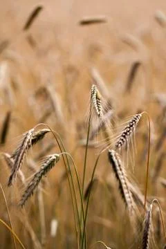 Rye - Secale cereale 写真素材