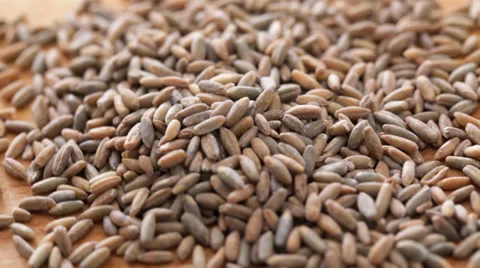 Rye seed at rotating display - steadicam close up Stock Footage 35965354