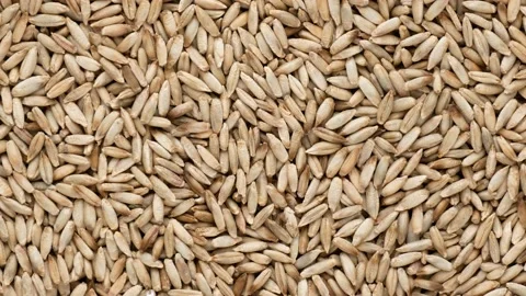Rye seeds - background. Rye, dolly shot. Stock Footage 142231419