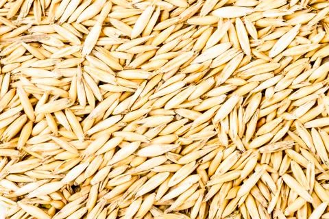 Rye seeds Stock Photos