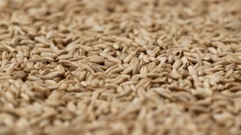 Rye seeds, side view. Rye - background. Video stock 144925843