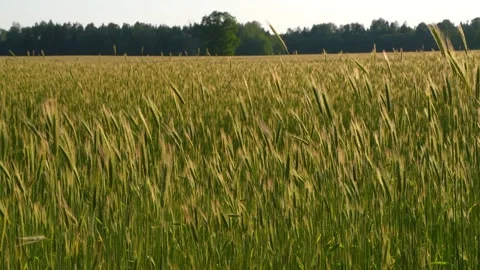 Rye sowing in mid - summer Stock Footage 320834983