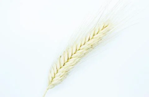 Rye spike located on a white background Stock Photos