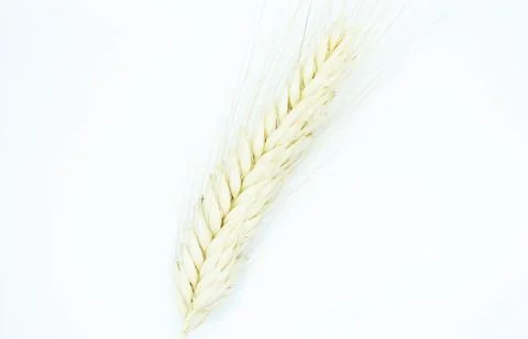 Rye spike located on a white background Stock Photos