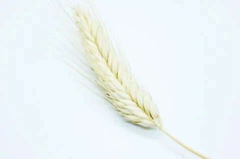 Rye spike located on a white background Stock Photos