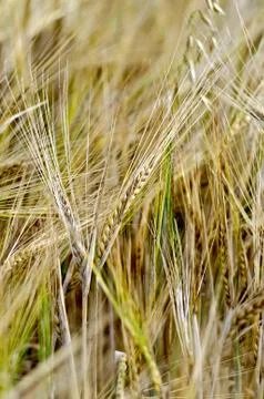 Rye spikelets on the background of a yellow field Stock Photos