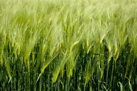 Rye spikelets close up at beginning of the summer Stock Photos