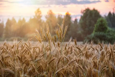 Rye spikelets in rural with small drops of water in the foreground at sunrise. Stock Photos