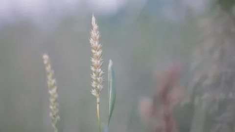 Rye spikelets on a rye field sway in the wind in the light of the setting sun. Video stock 113767228
