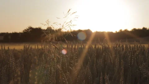 Rye spikelets on a rye field sway in the wind in the light of the setting sun. Stock-Footage 113767419