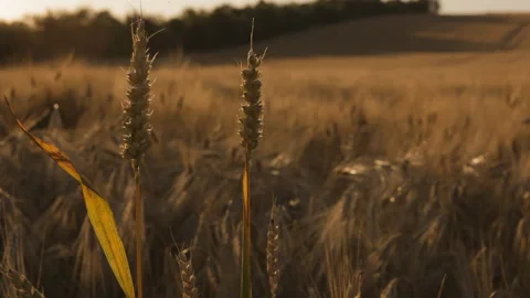 Rye spikelets on a rye field sway in the wind in the light of the setting sun. Stock-Footage 113790293