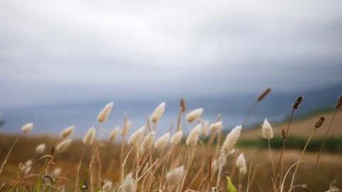 Rye spikelets swaying in the wind with a beautiful view in cloudy weather Stock Footage 101942695