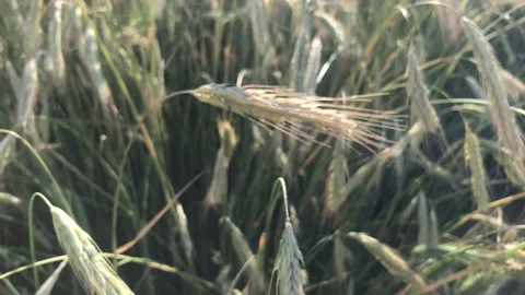Rye spikes and stalks Stock Footage