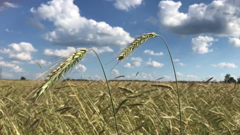 Rye spikes pair Stock Footage 156599178
