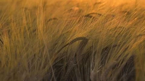 Rye spikes sway rhythmically painted in gold by setting sun at evening twilight Stock Footage 260334192