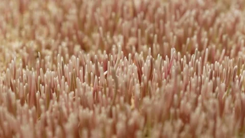 Rye sprouts. Rye - background. Stock Footage 146273165