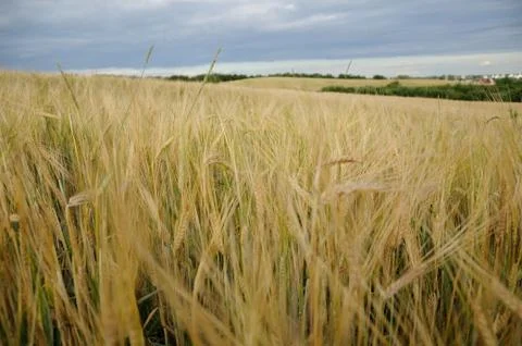 Rye stalks are sprouting on schedule in the middle of the summer Stock Photos