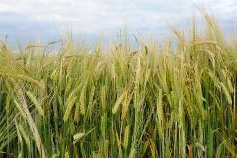 Rye stalks are sprouting on schedule in the middle of the summer Stock Photos